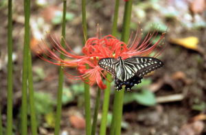 水島さん　  ”彼岸花と蝶”　小石川植物園