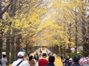 ＜黄葉最盛期には「黄金のトンネル」と称される「かたらいのイチョウ並木」。約100本の自然樹形が続く。＞