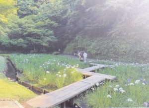 本堂裏の庭園は通常非公開ですが、花菖蒲と紅葉の季節のみ一般公開されています。