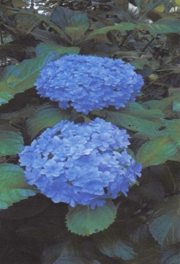 明月院の紫陽花は別名「明月院ブルー」と呼ばれています