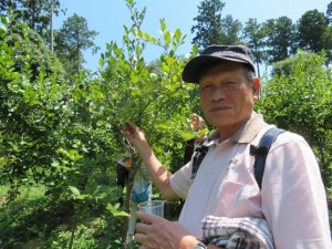 ブルーベリー摘み