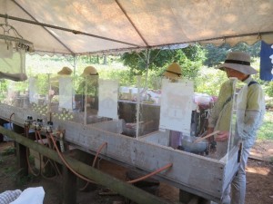 ブルーベリージャム作り体験